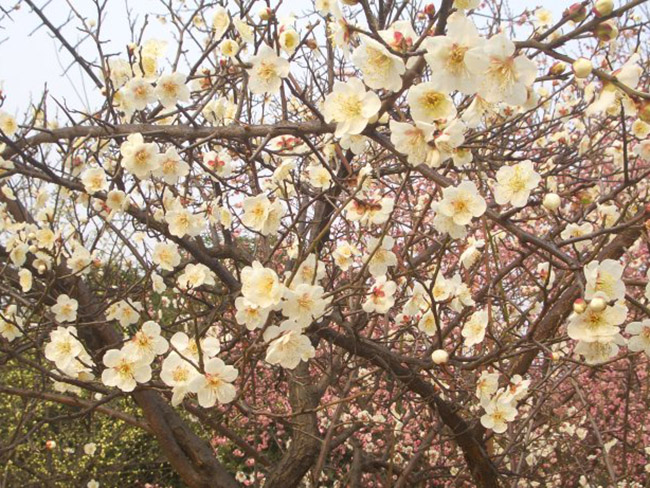 綠梅花綠梅樹苗