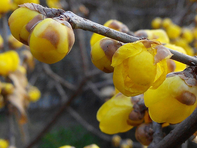 臘梅樹(shù)苗木