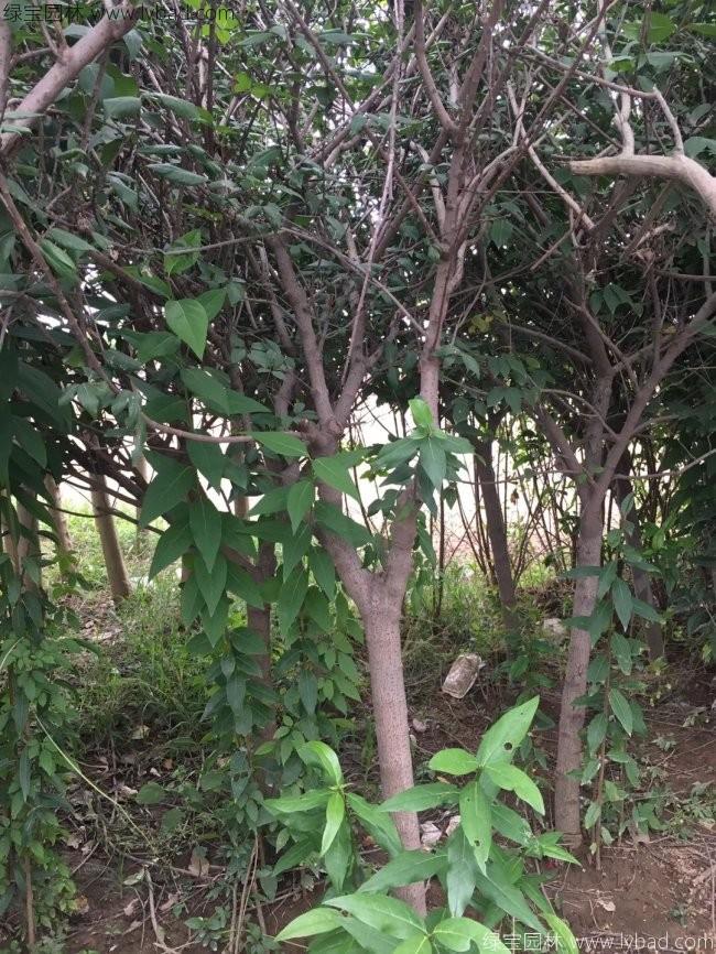臘梅樹苗木