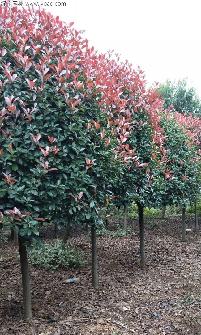 <a href='http://m.wuzhouwash.com/linmuzhongzi/1747.html' target='_blank'>紅葉石楠</a>樹