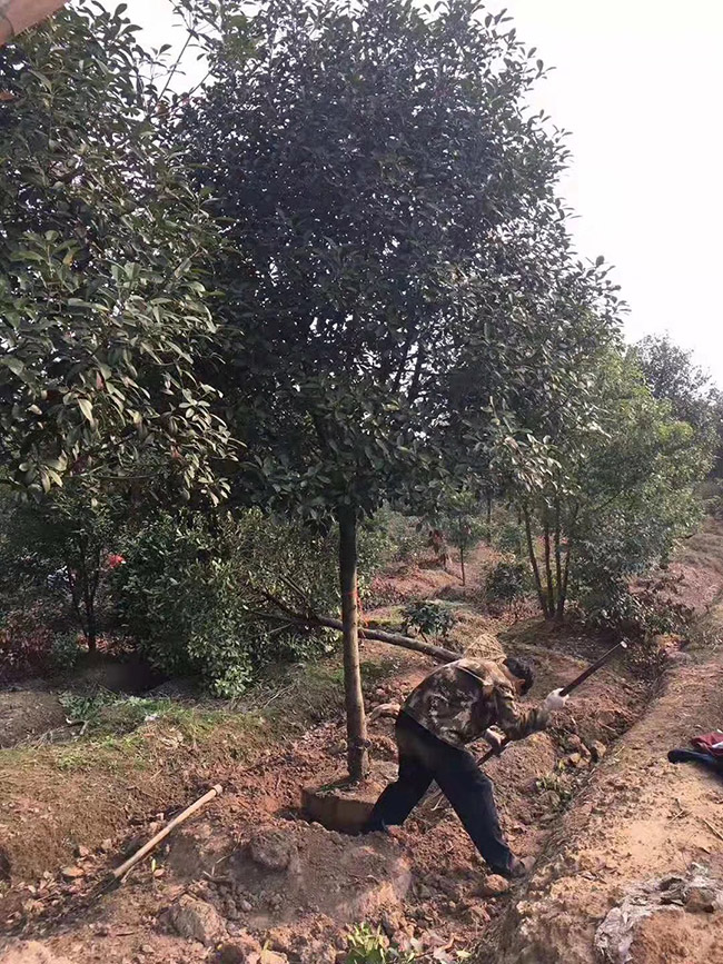 紅葉石楠樹