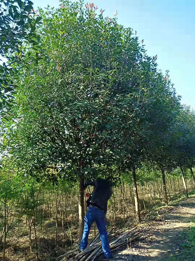 紅葉石楠樹