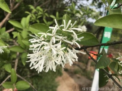 流蘇樹