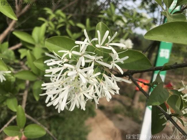 <a href='http://m.wuzhouwash.com/linmuzhongzi/1846.html' target='_blank'>流蘇</a>樹