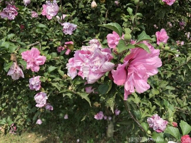 <a href='http://m.wuzhouwash.com/linmuzhongzi/1808.html' target='_blank'>木槿</a>花