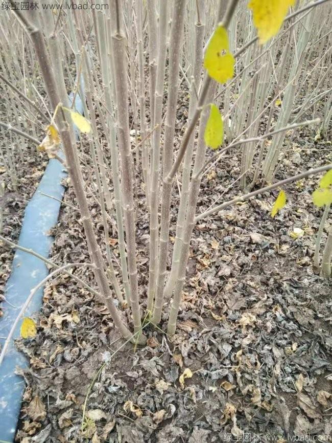 木槿花