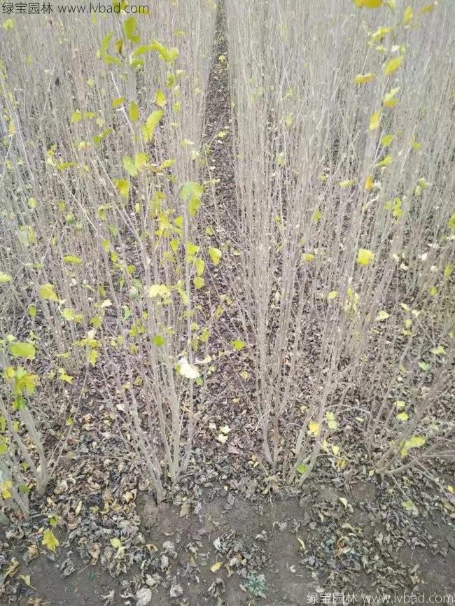 木槿花