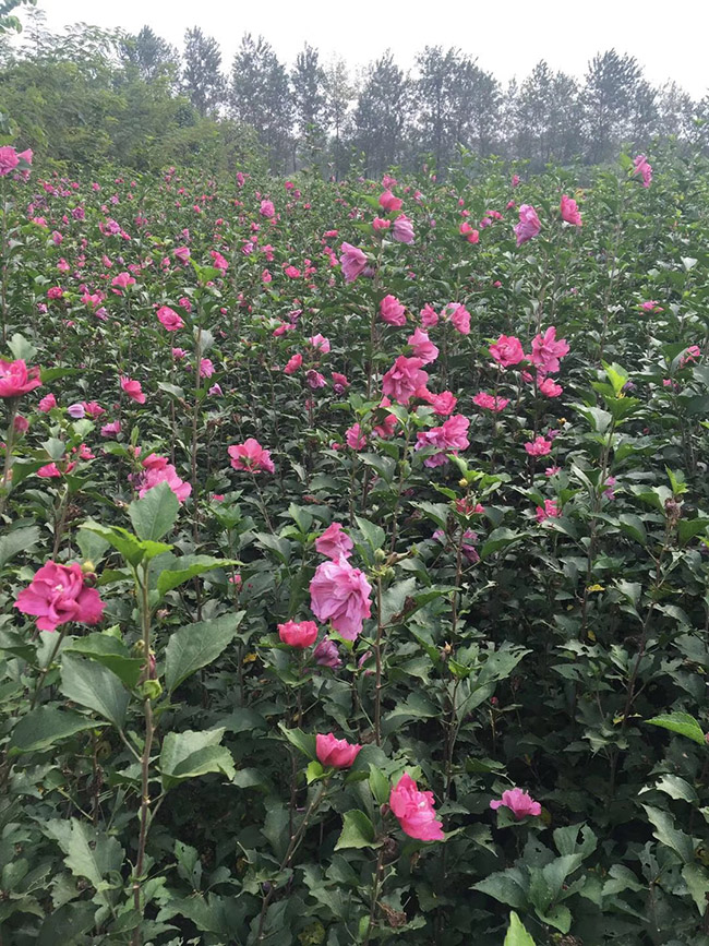 木槿花