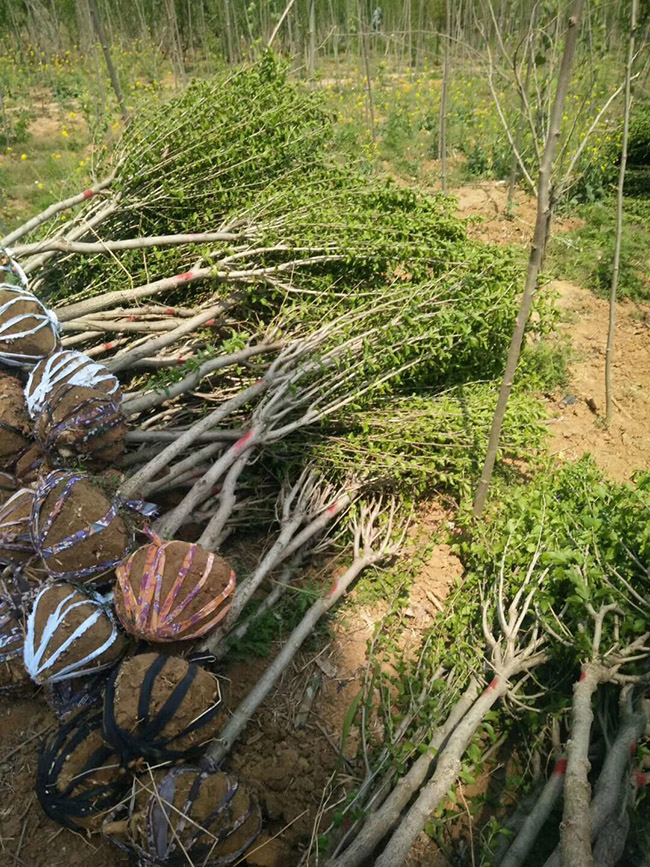 木槿花
