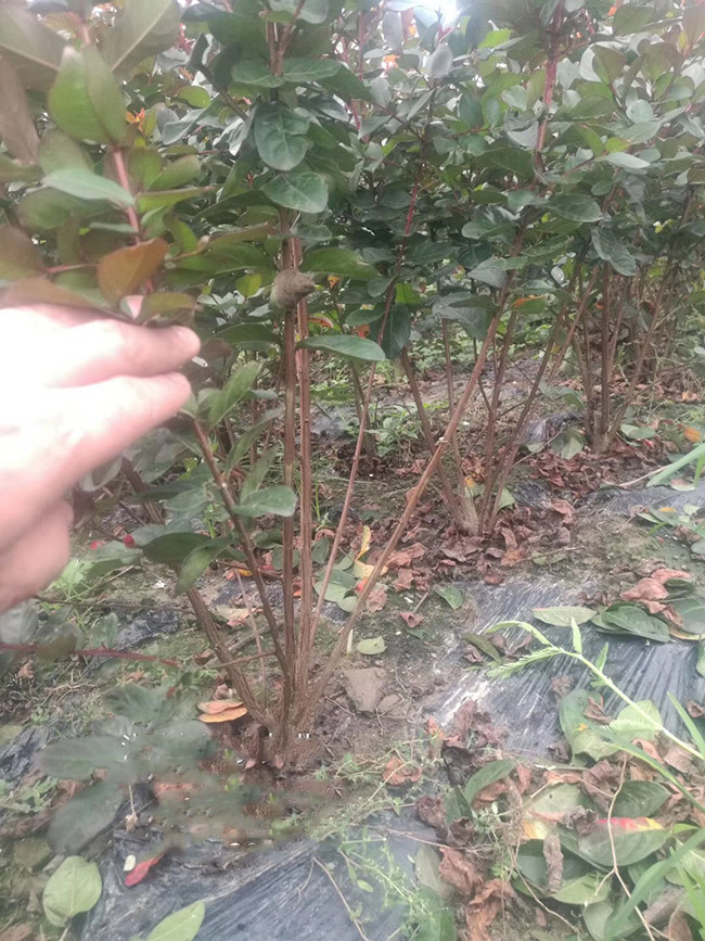 <a href='http://m.wuzhouwash.com/dibeiguanmu/9021.html' target='_blank'>叢生紫薇</a>