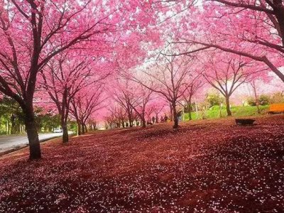 日本櫻花