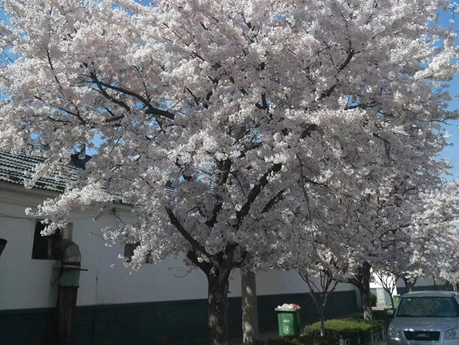 日本櫻花