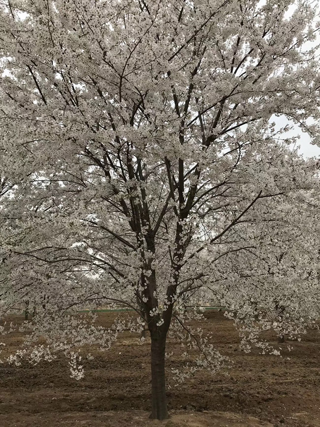 日本櫻花