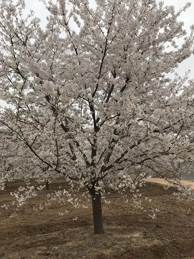 日本櫻花