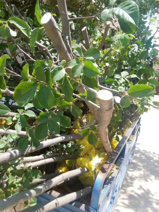 木瓜海棠