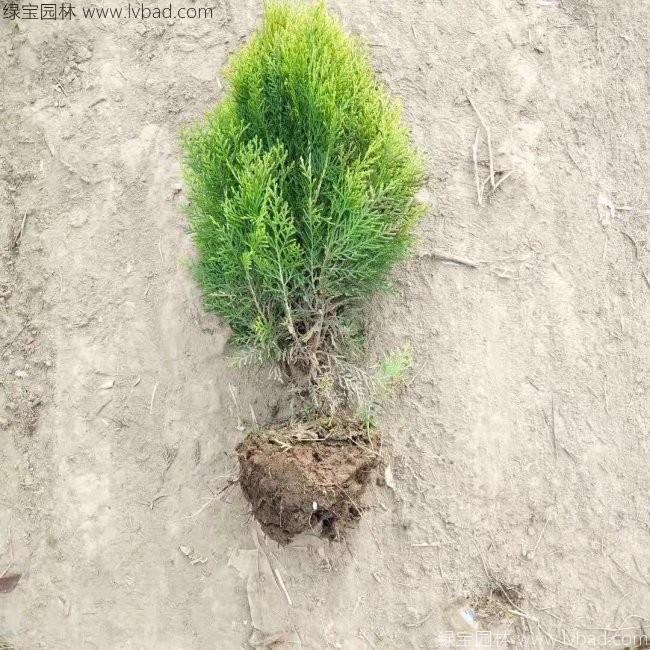 灑金柏
