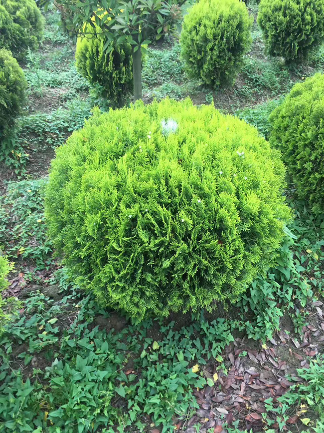 灑金柏球