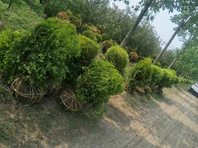 灑金柏球