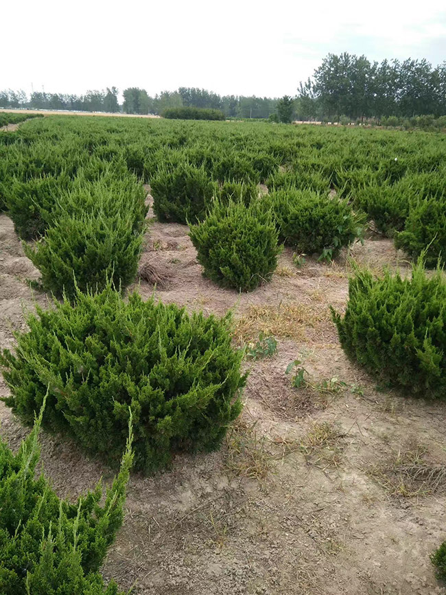龍柏球