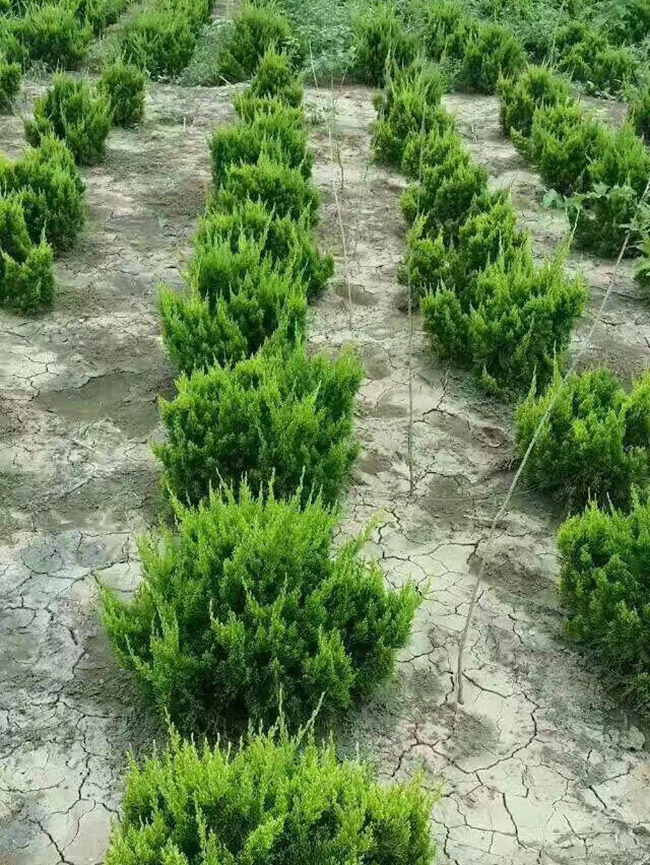 龍柏球
