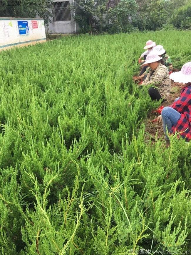 小龍柏