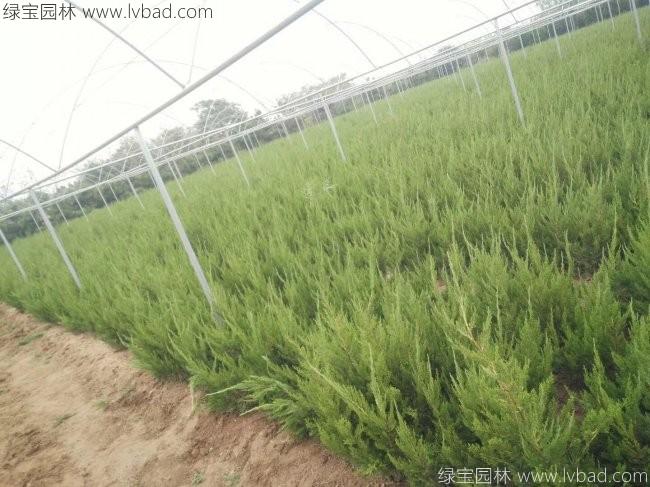 小龍柏
