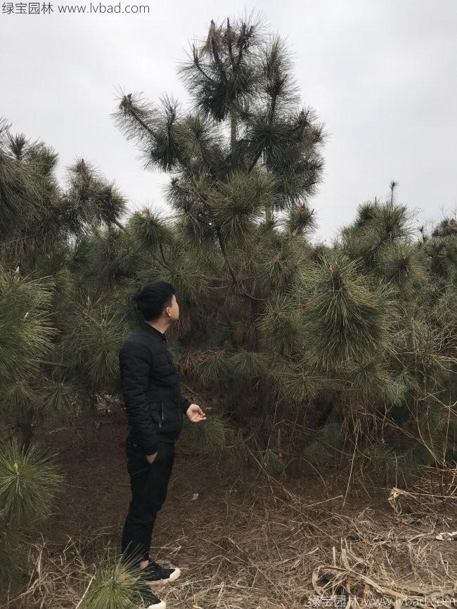 黑松