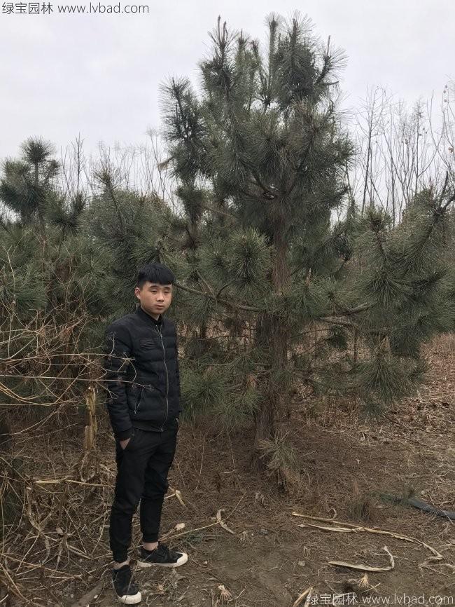 黑松