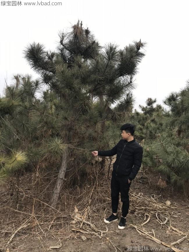 黑松