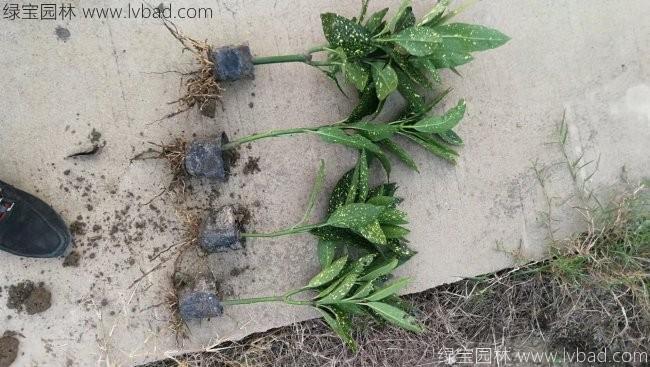 灑金珊瑚