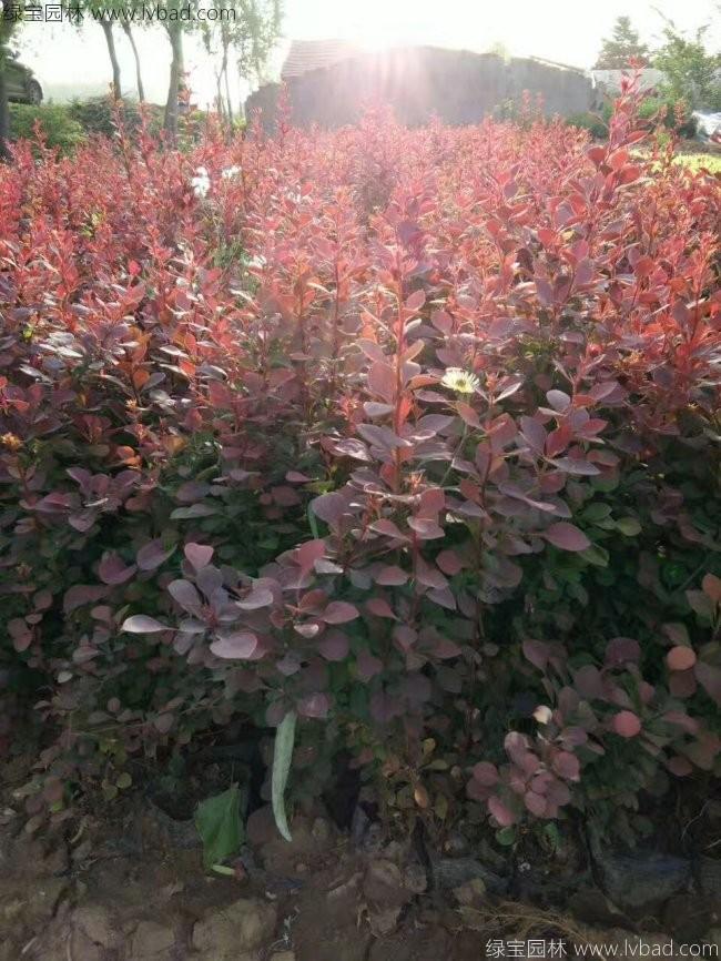 紅葉小檗