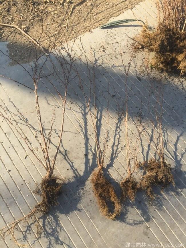 紅葉小檗