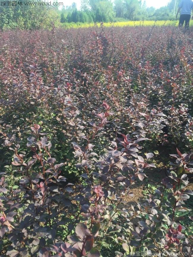 紅葉小檗