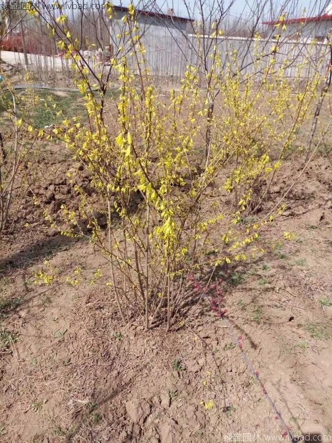 <a href='http://m.wuzhouwash.com/qiuleizhiwu/3496.html' target='_blank'>連翹球</a>