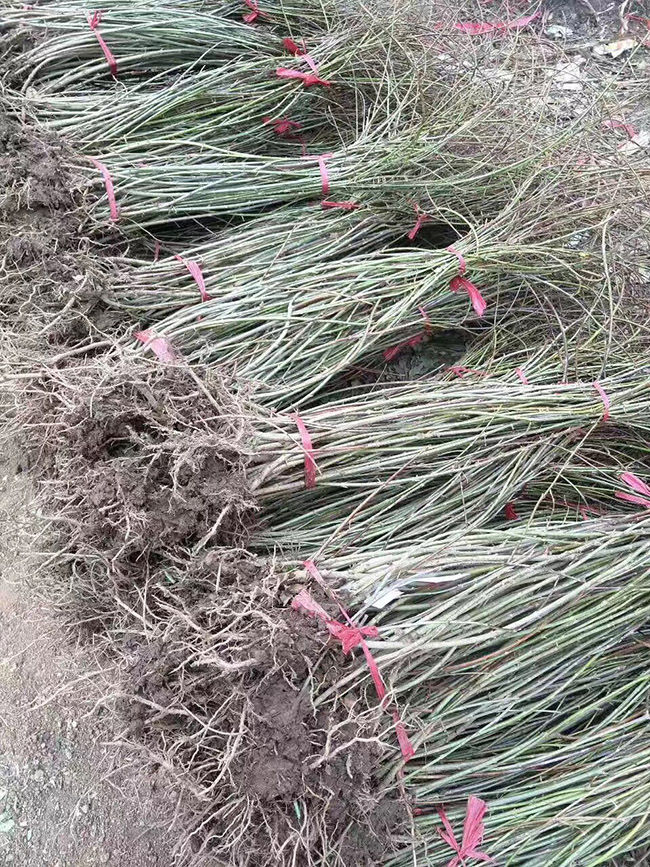 連翹
