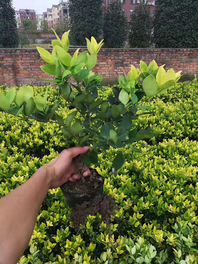 金森女貞
