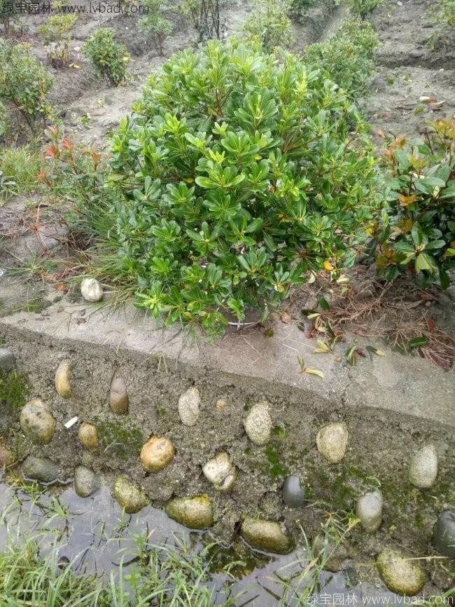 海桐球