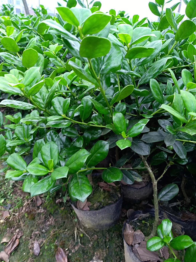 枸骨