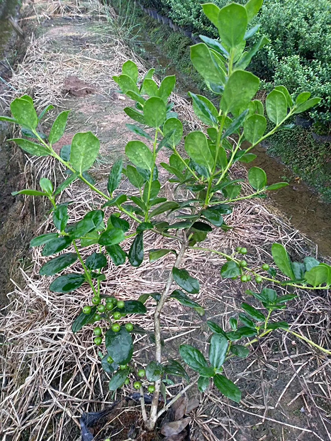 枸骨