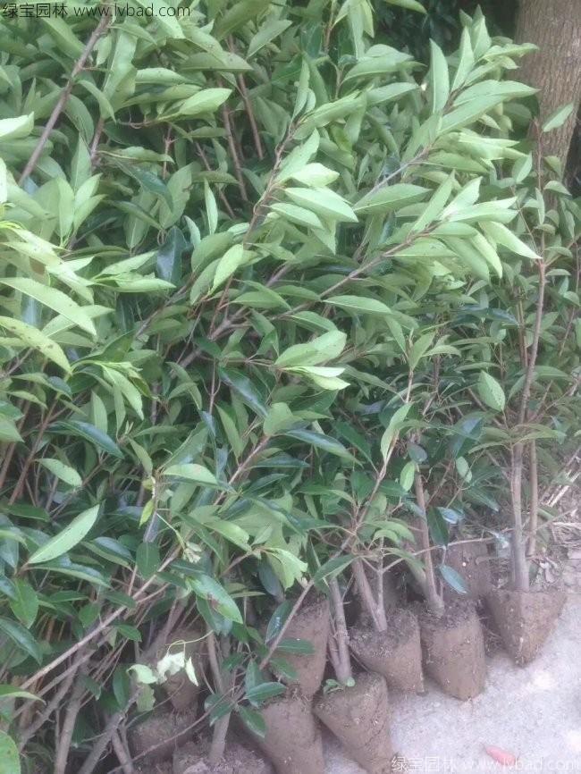 法國冬青