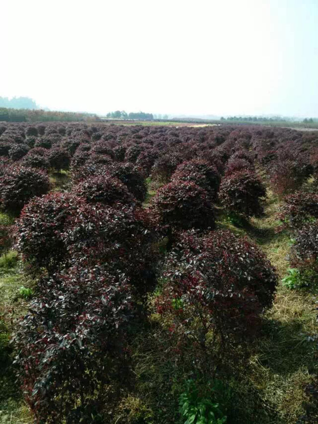 紅花繼木球