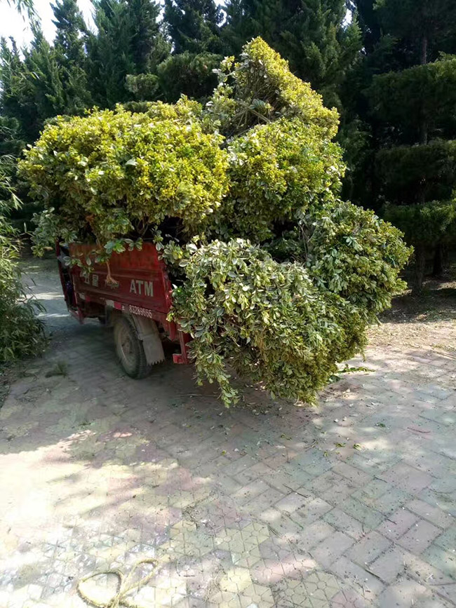 金邊黃楊球