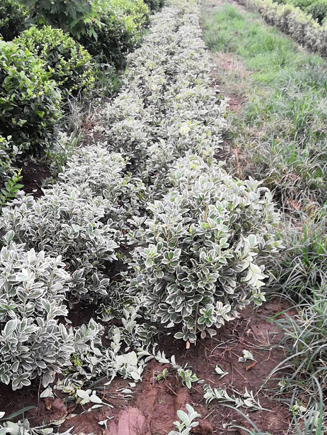 金邊黃楊球