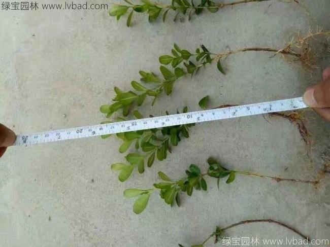 小葉黃楊
