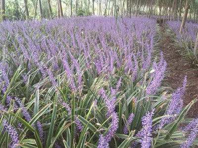 金邊沿階草