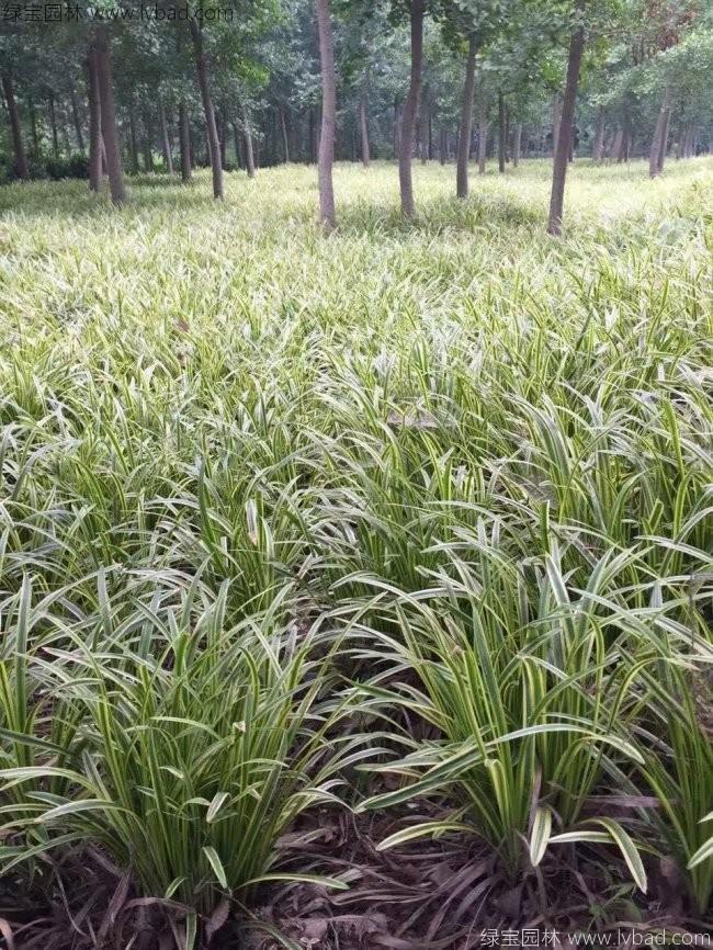 銀邊沿階草