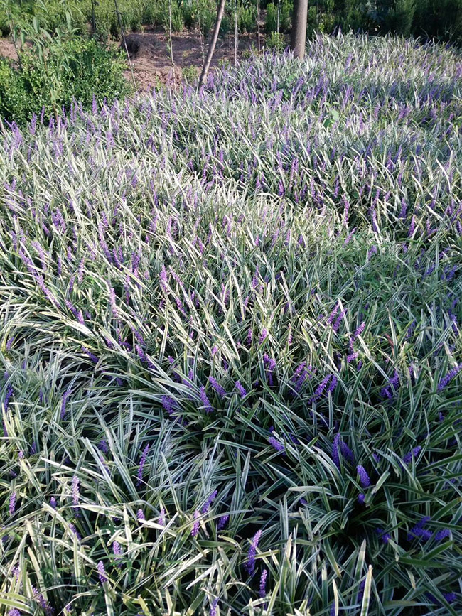 銀邊沿階草