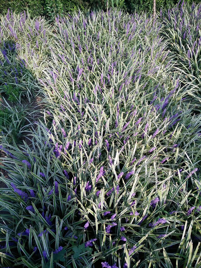銀邊沿階草