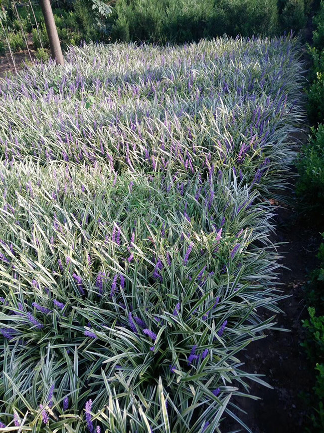 銀邊沿階草