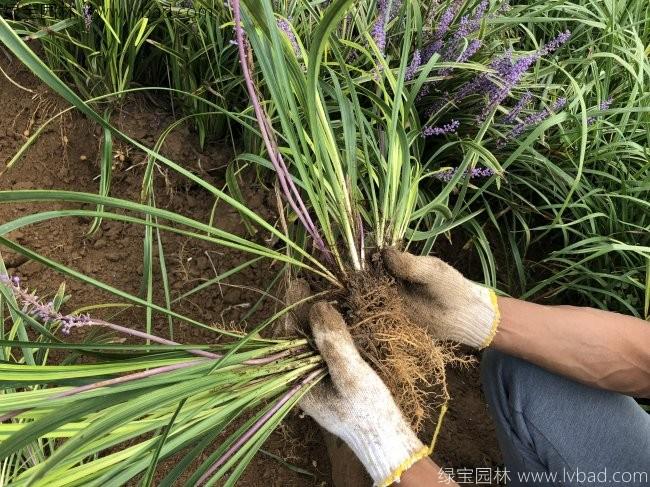 銀邊沿階草